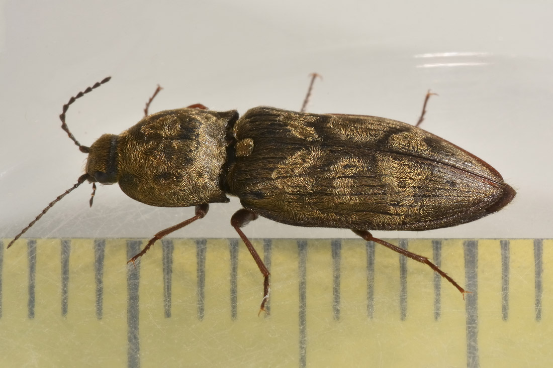 Elateridae: Prosternon tessellatum?  S !